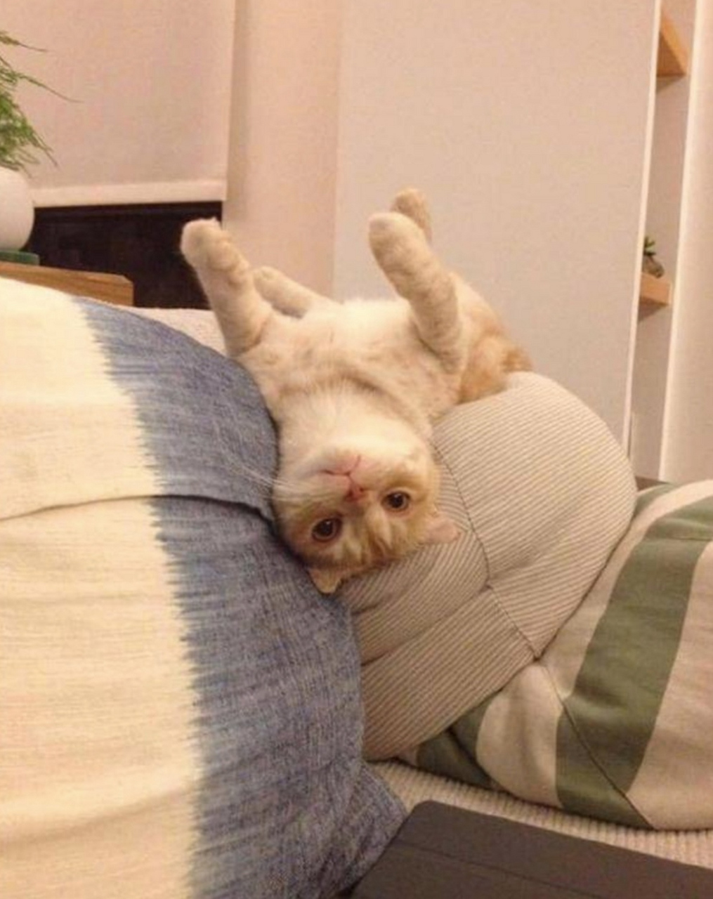 猫咪趴在沙发上太久了,将它翻过来,居然四肢还伸得笔直,肌肉都僵硬了