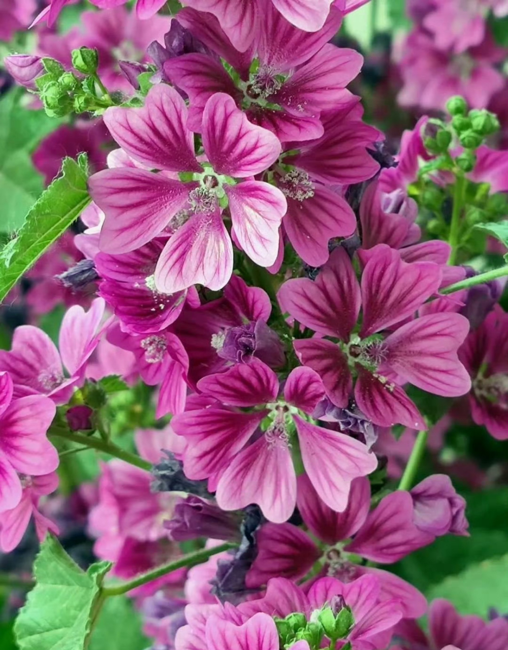 花卉鉴赏:锦葵,又名荆葵,钱葵,棋盘花,株高分枝多,花朵簇生,花色为紫