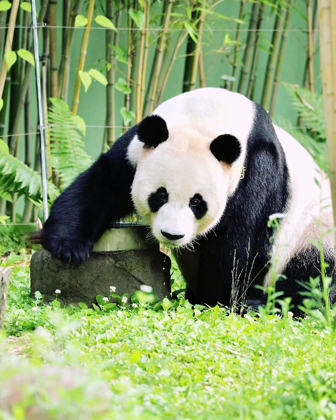 大熊猫乐宝,逍遥又自在,快乐似神仙