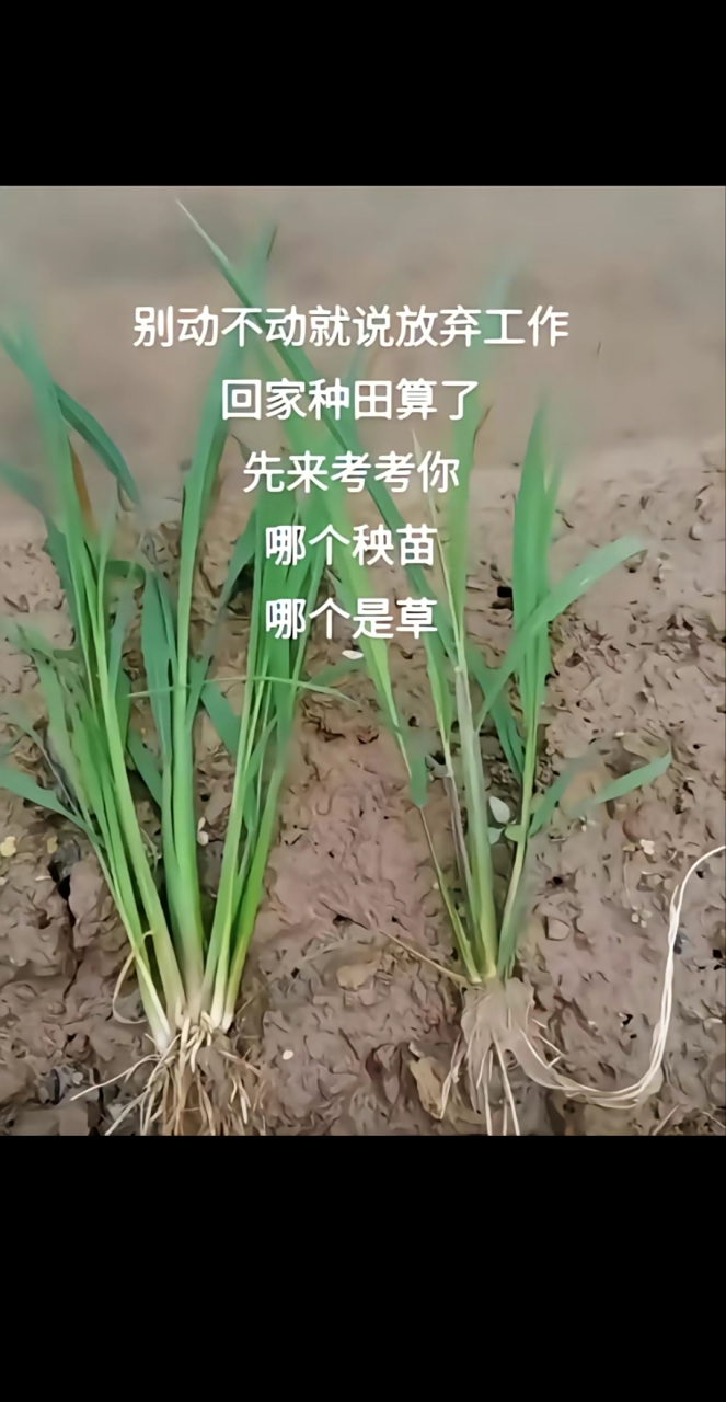 秧苗和草你分得清吗?别动不动就说回家种田了