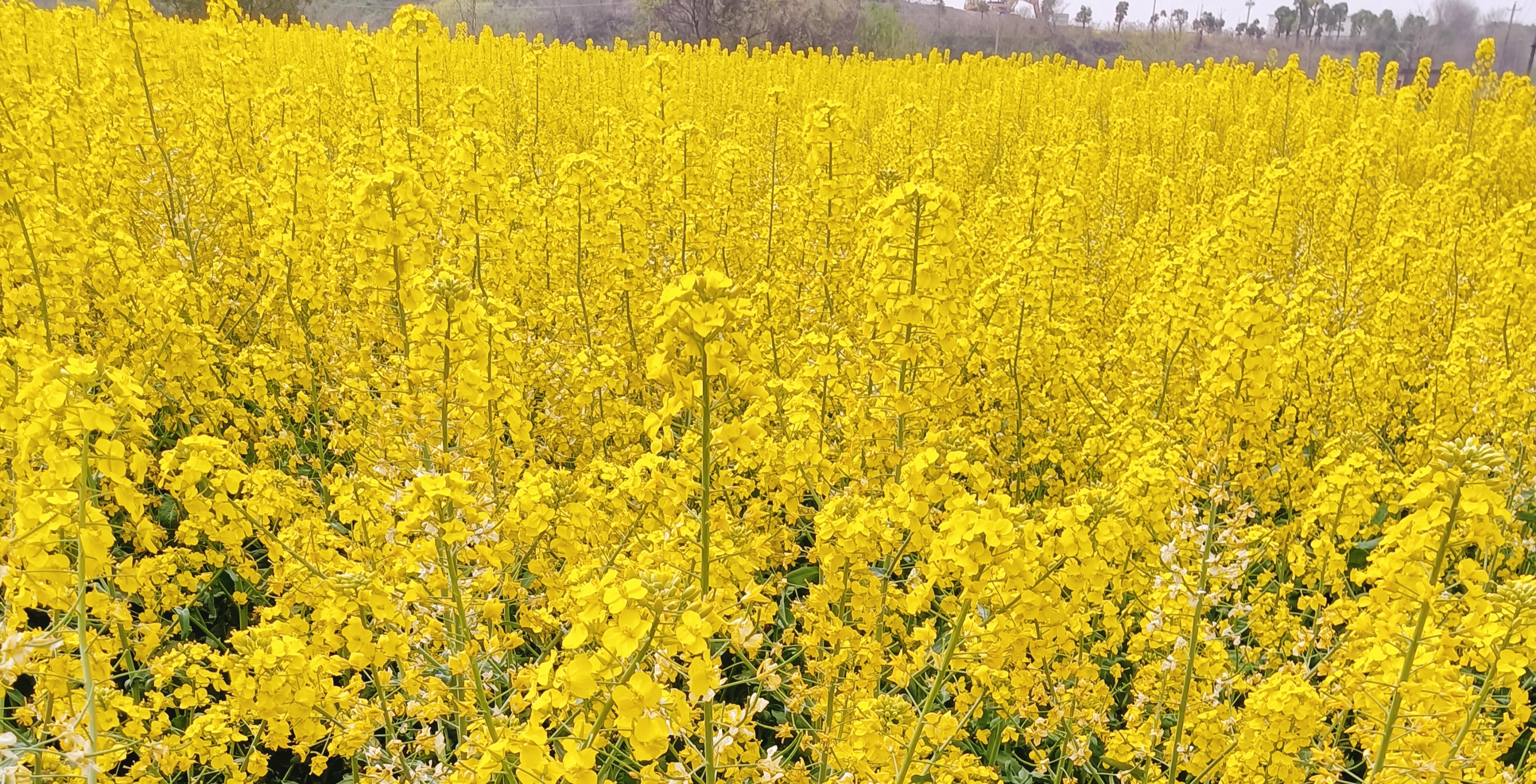 春天这里的景色很美