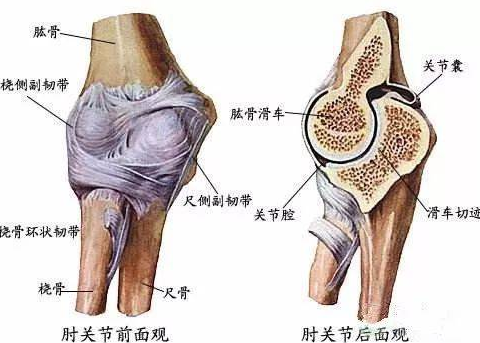 肱骨滑车位置图片