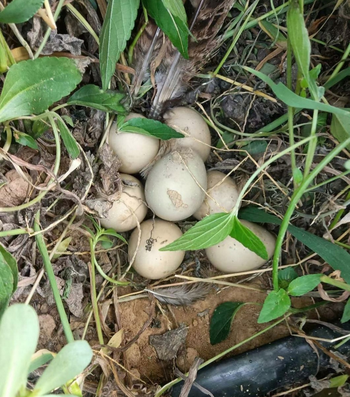 这个是鸡蛋还是蛇蛋呢