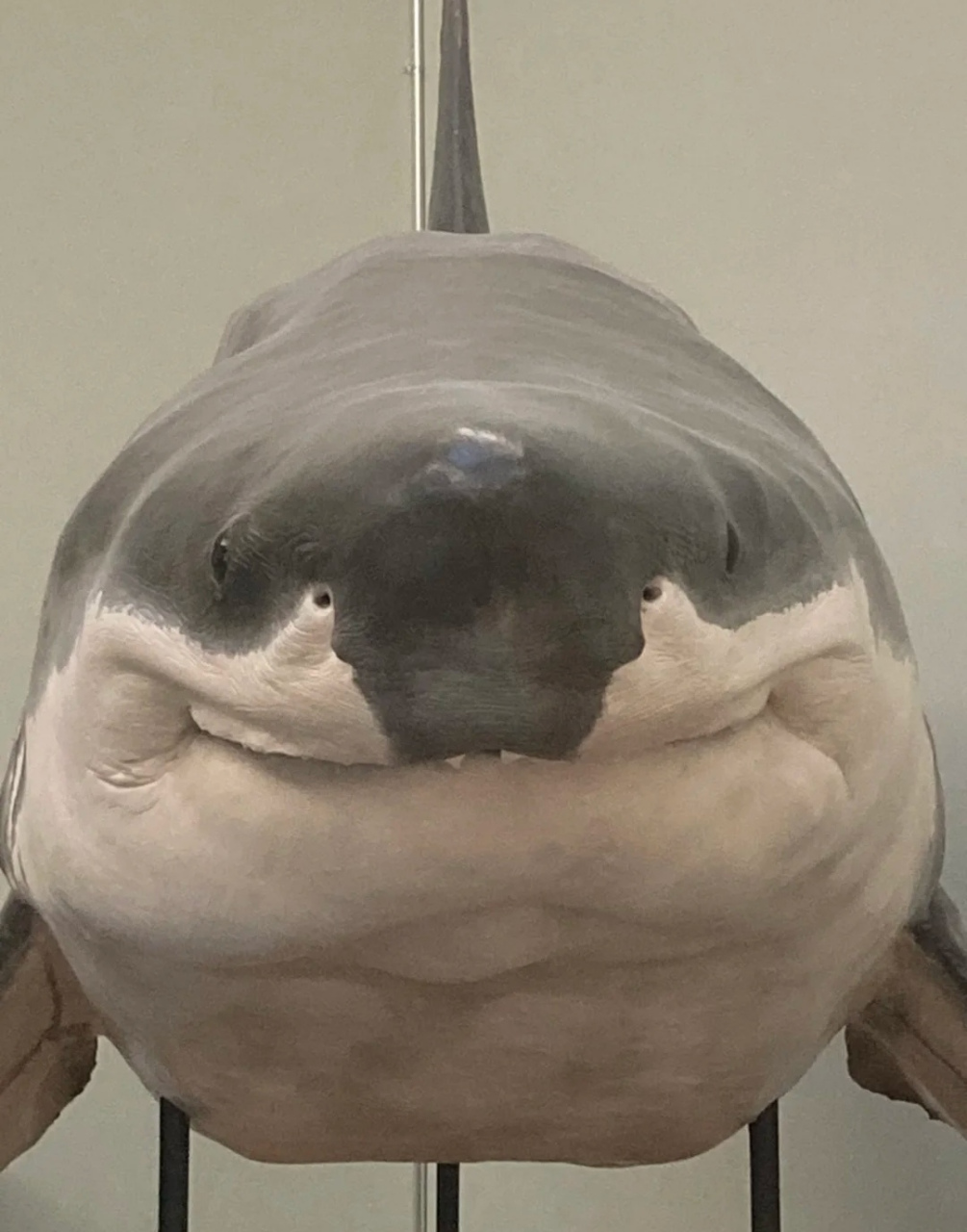 微笑的大白鲨标本[吃鲸]