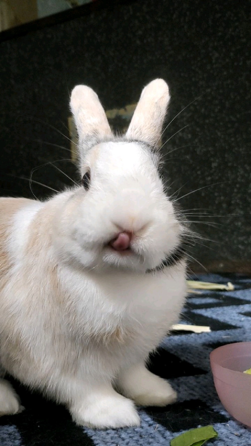 嘴巴的小兔子真是太可爱了截一个稍微清晰一点的屏不容易主人已舔屏