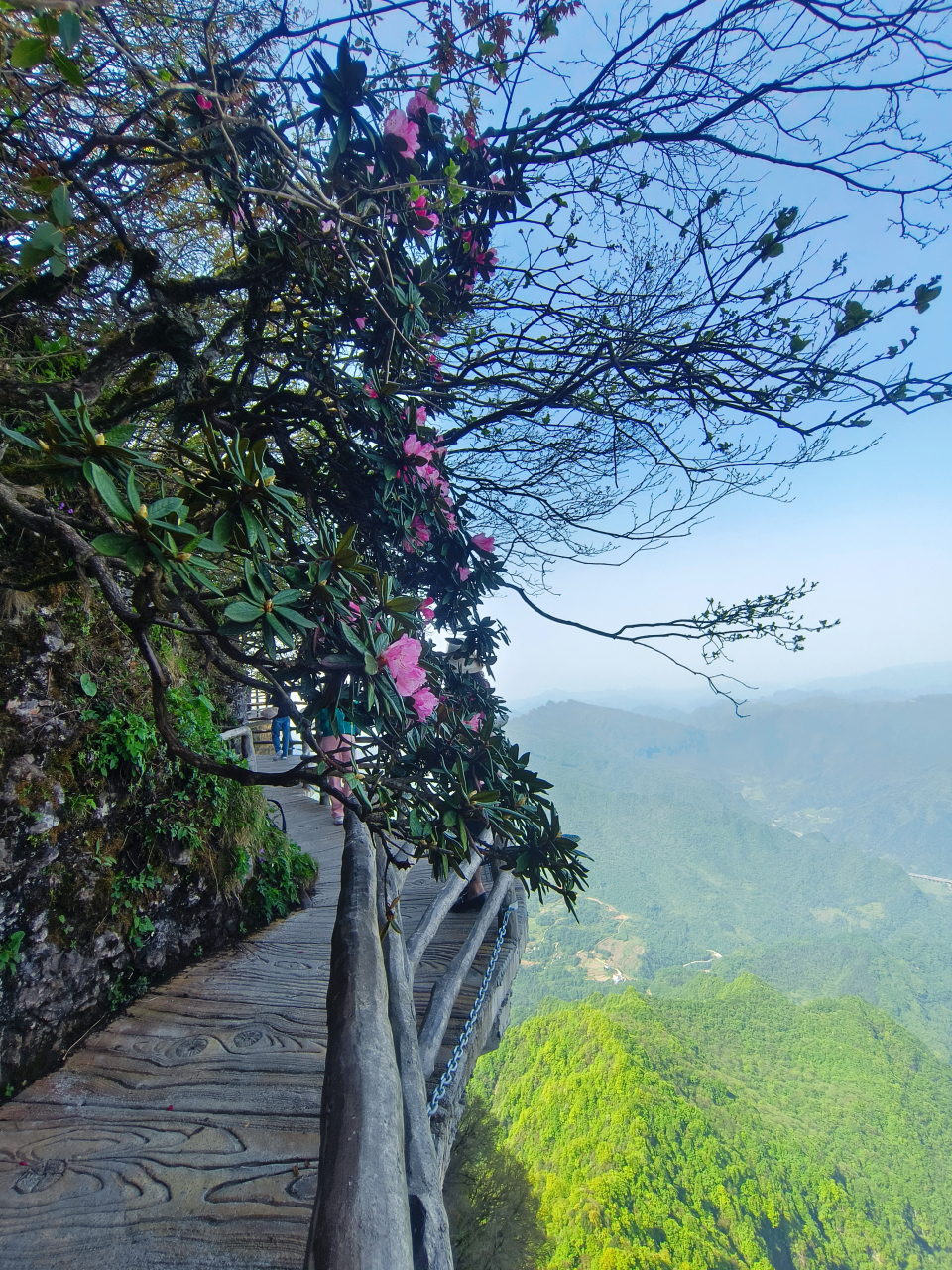 汉中龙头山杜鹃花图片