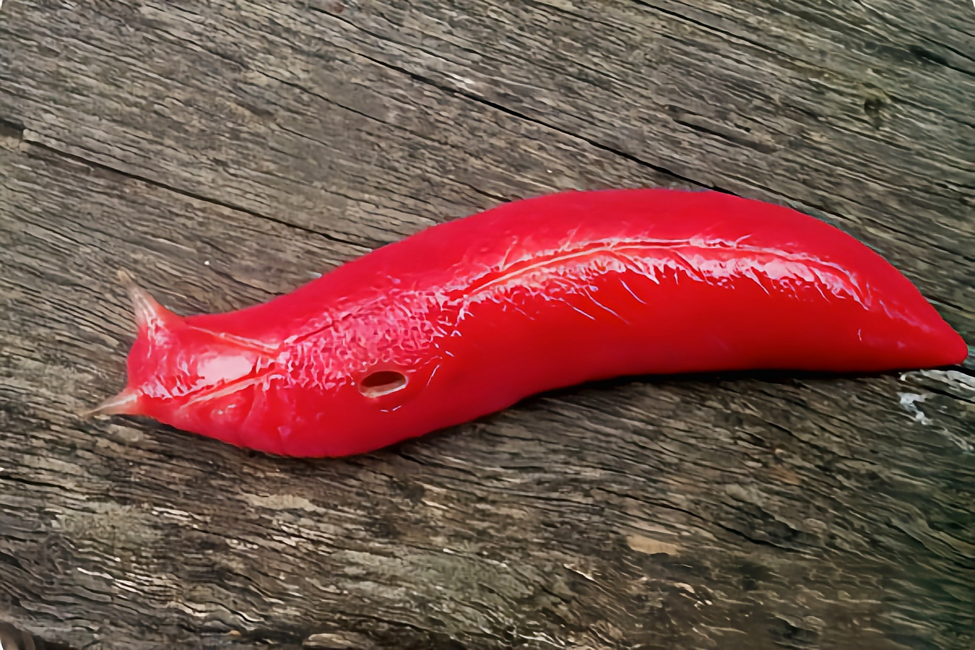 每天认识一种动物——粉红蛞蝓 粉红蛞蝓别名红三角蛞蝓,格氏三角蛞蝓