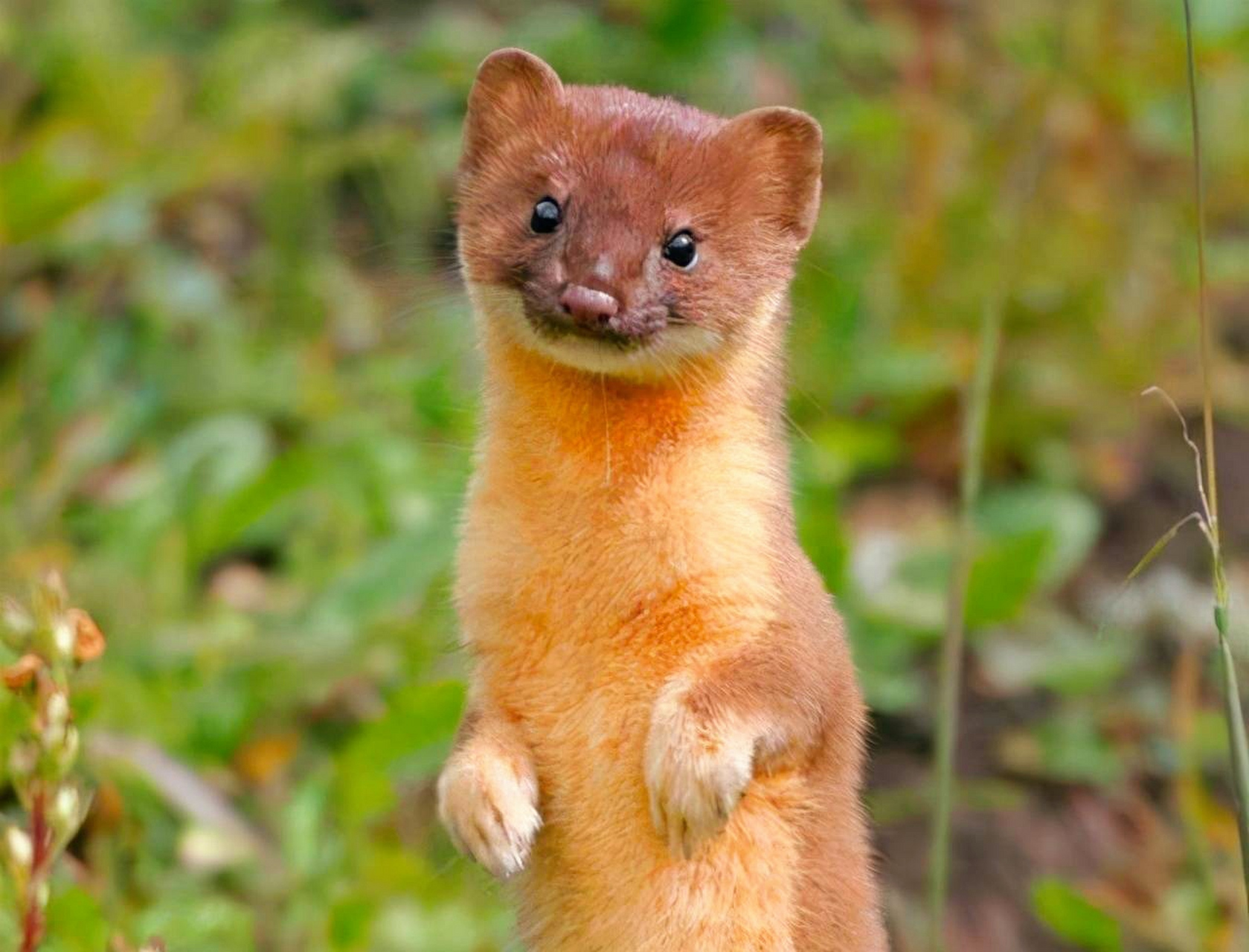 没想到,黄鼠狼站起来的模样还蛮可爱的,奇怪的是,见到人它不但没跑,还