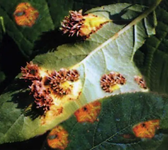 山楂树锈病病害症状及治理方法(收藏)