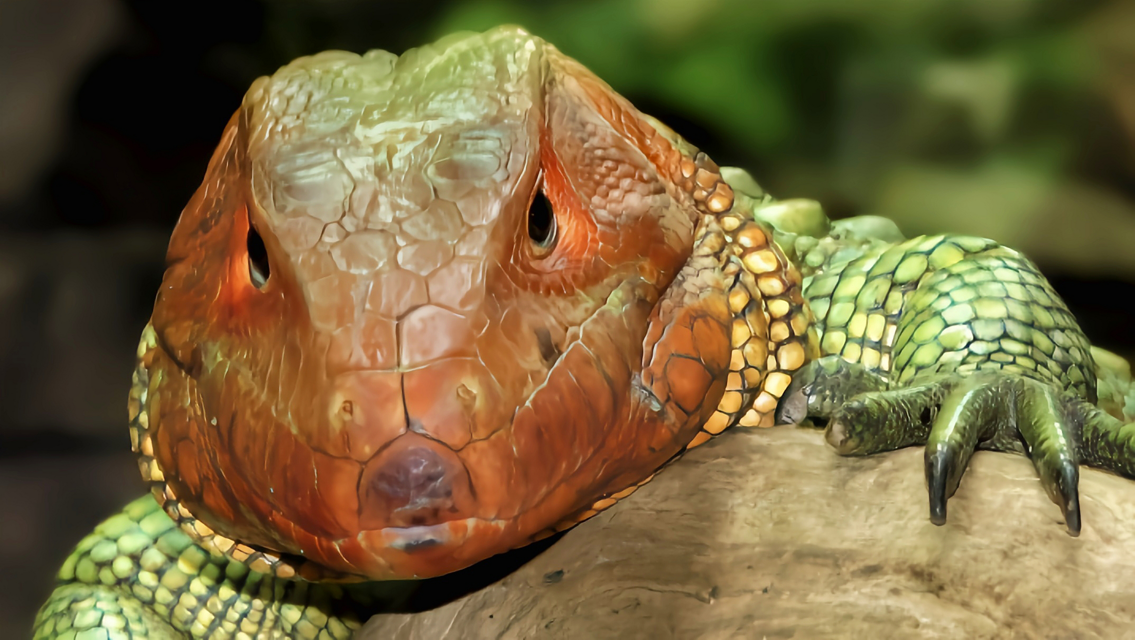 每天认识一种动物——闪光蜥 闪光虫蜥别名凯门蜥,圭亚那闪光蜥,原产