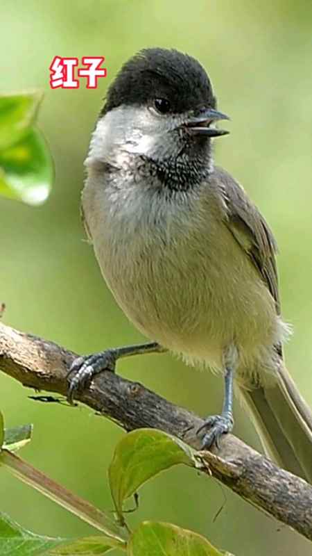 红子鸟学名沼泽山雀,又称仔仔红,唧唧鬼子,分布广泛,它叫声细柔,音色