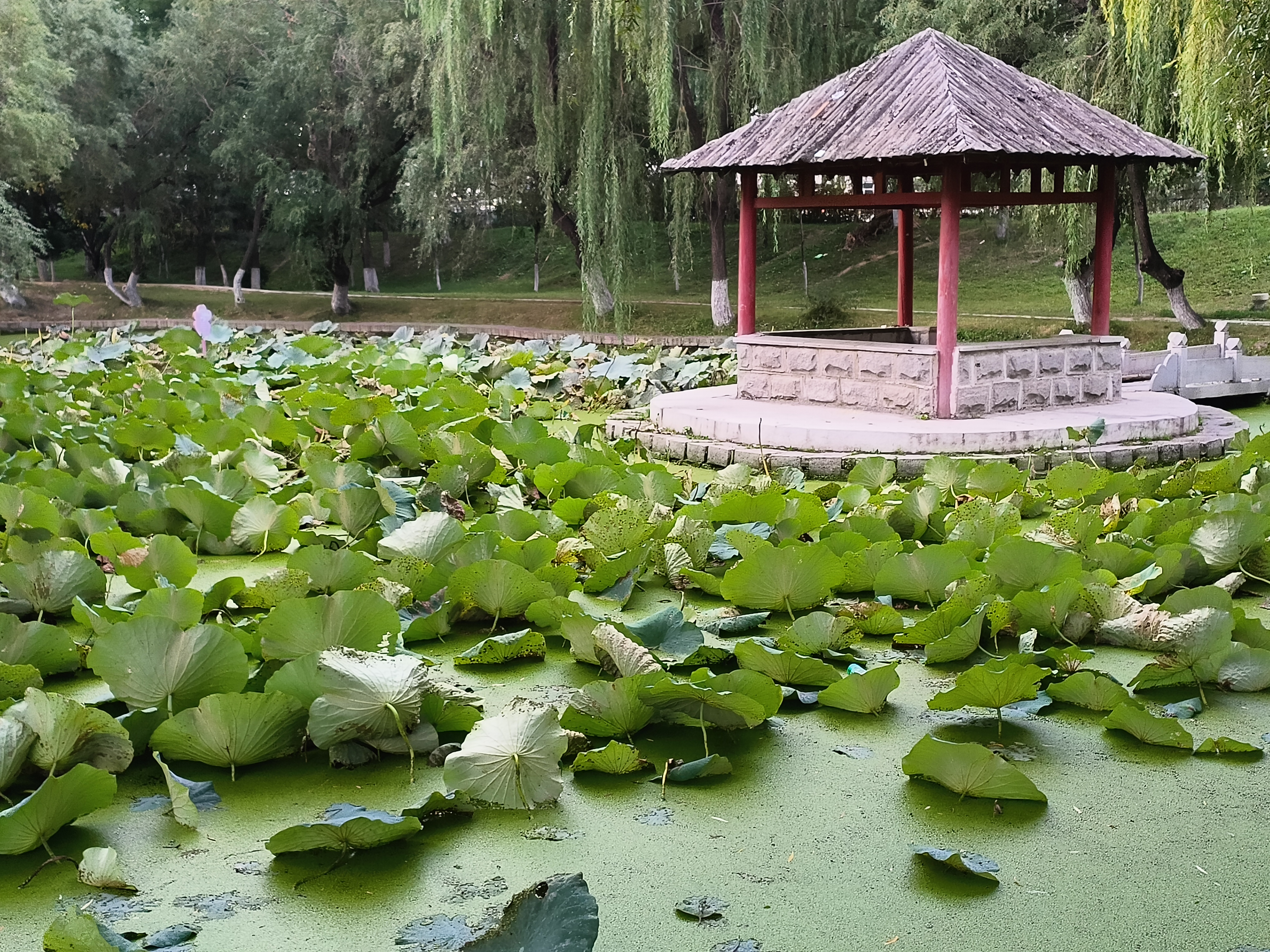 《秋意凉》  花去闲庭伞叶衰,  晨霜压柳凉风来.