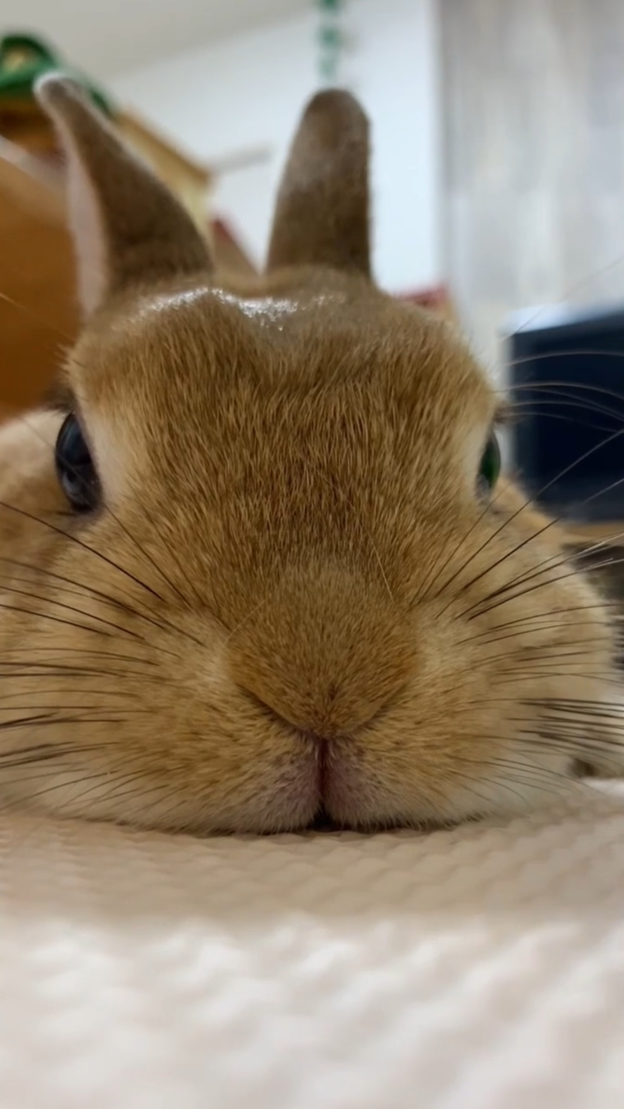 休息的小天使:小兔子趴在那里,让人陷入怜爱之情!