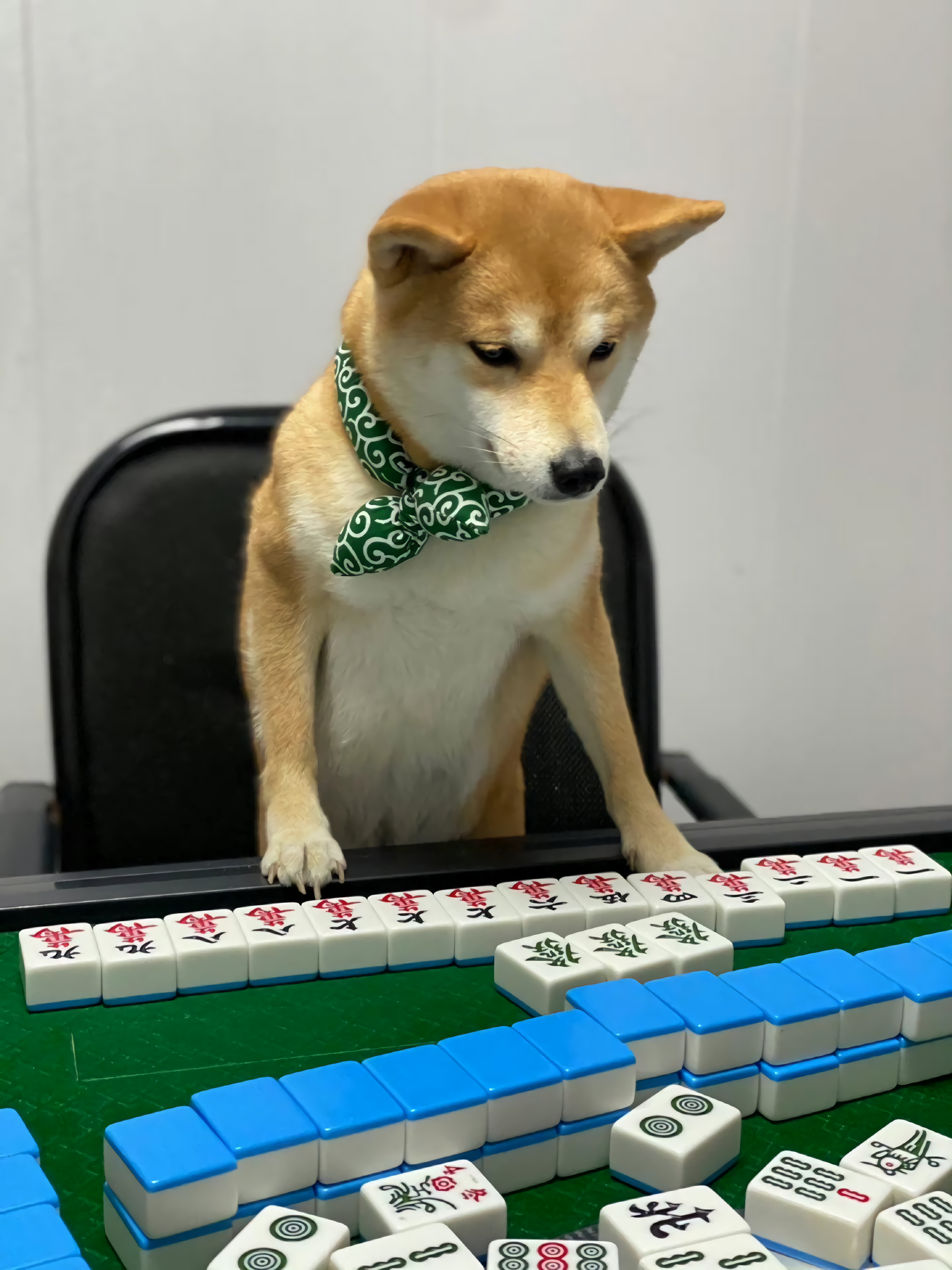 狗子:这一次我必须赢回属于我的一切!