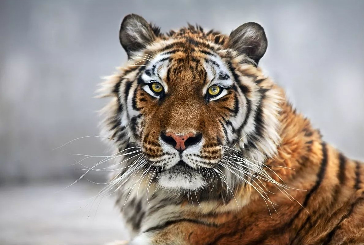 盘点陆地最大猫科动物三巨头?