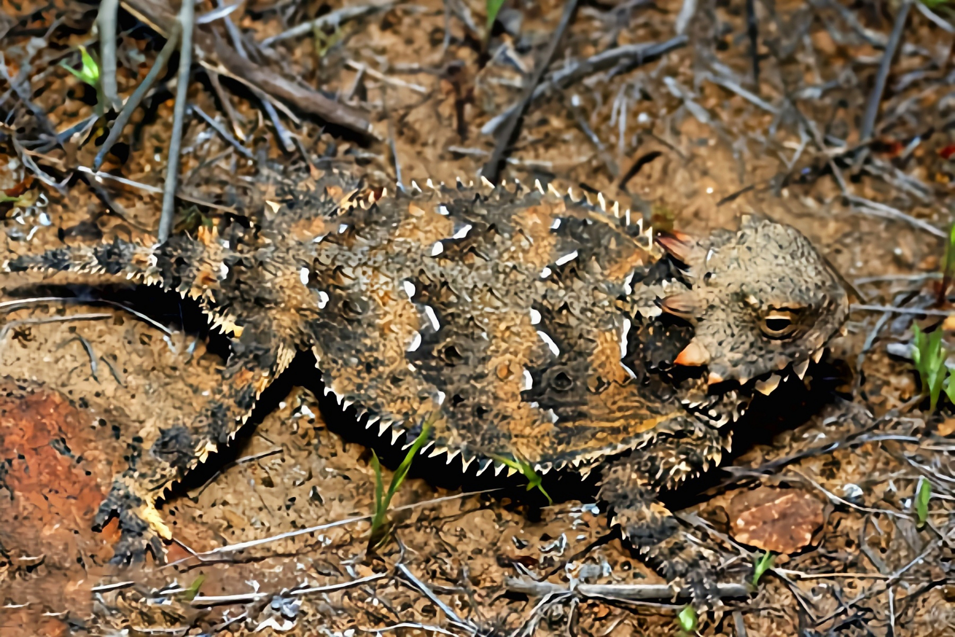 每天认识一种动物——海湾角蜥 海湾角蜥别名海岸角蜥,仅分布于墨西哥