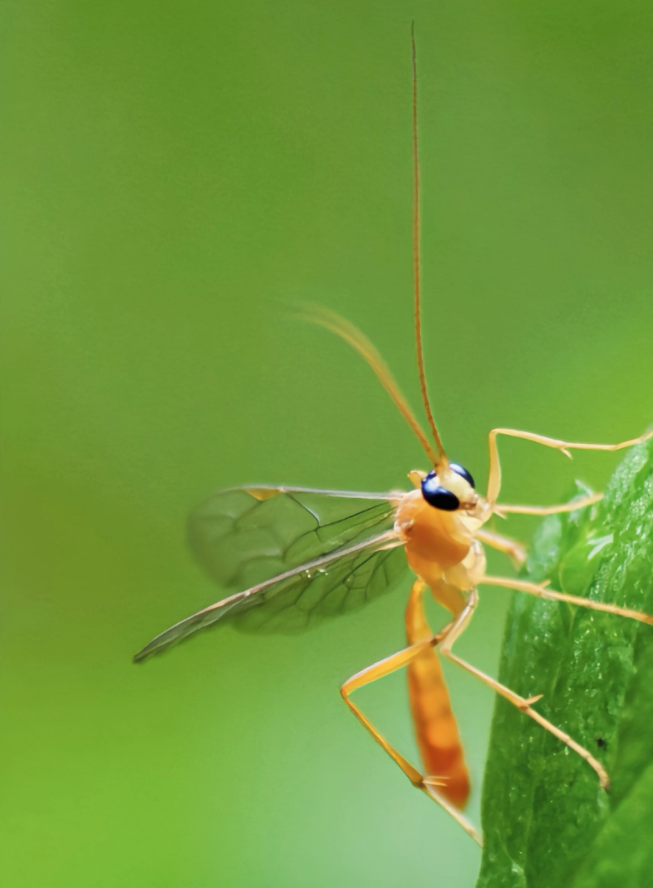 每天认识一种昆虫——姬蜂 姬蜂是膜翅目,姬蜂科昆虫,我国约有7000种