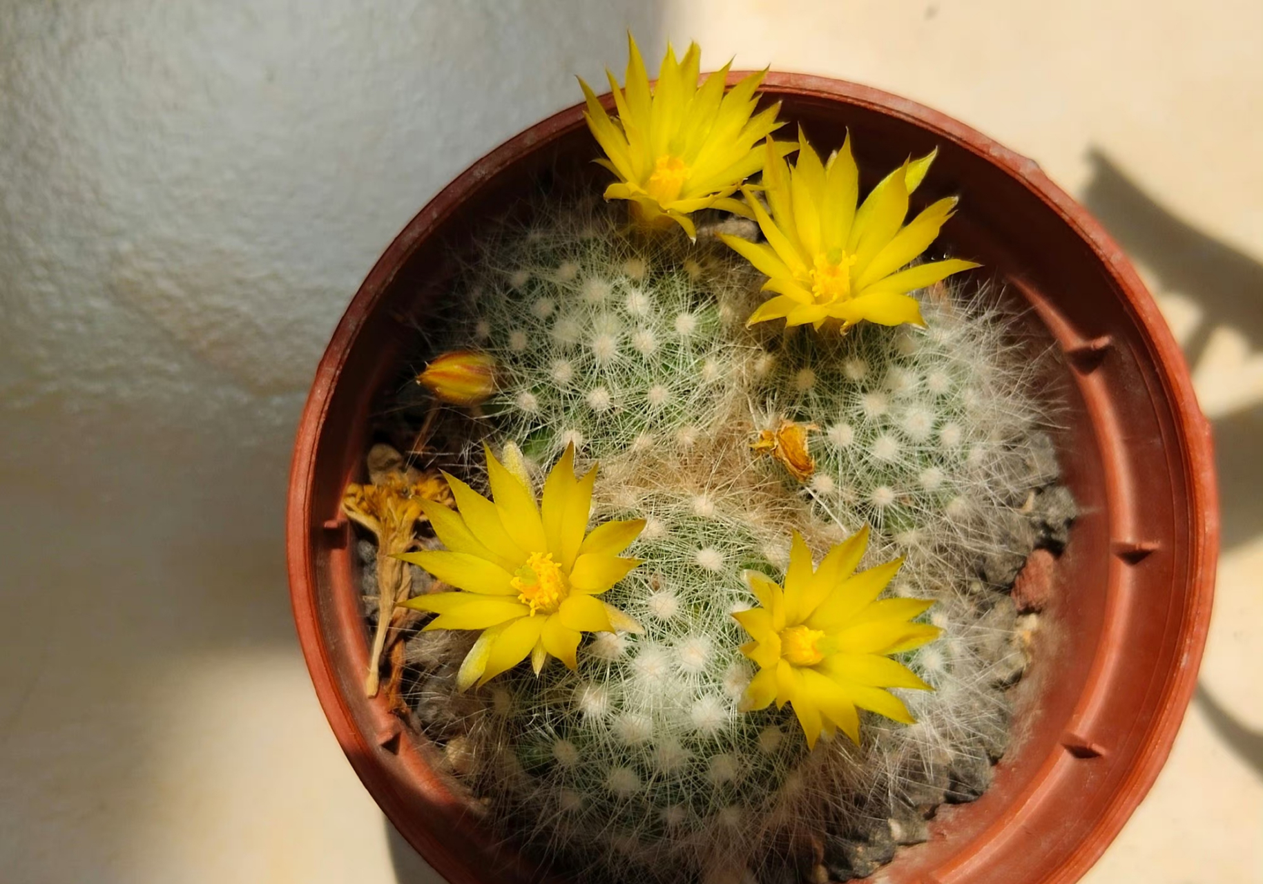 多肉仙人球 芳香丸 绯秀玉首花 杜威丸 67,三个颜色的九宫格,无论