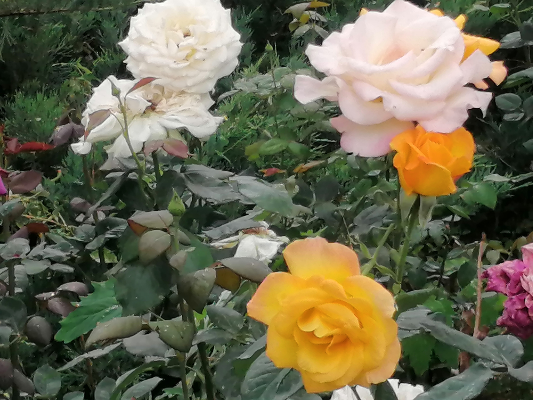 前院住着一户姓王的人家.