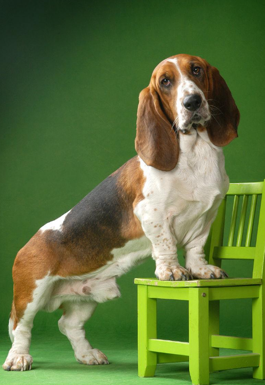巴吉度犬,适合家庭饲养吗?