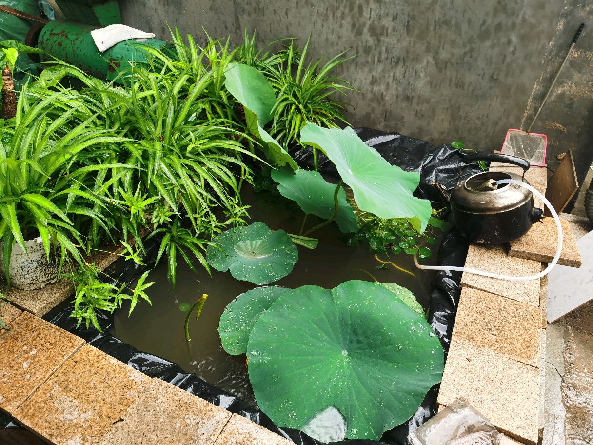 院子里弄一个小鱼池,周围摆几盆,非常好看