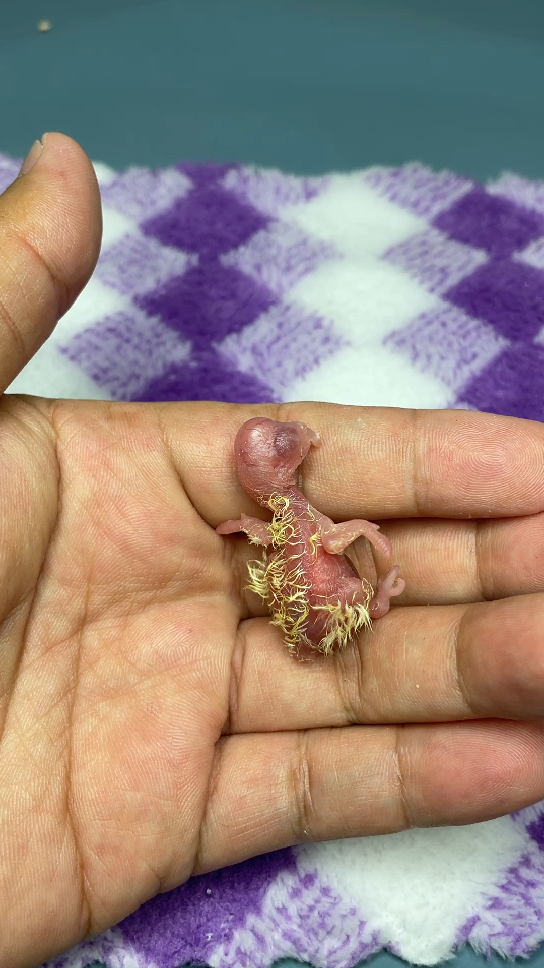 才出壳的玄凤鹦鹉还不会吃奶