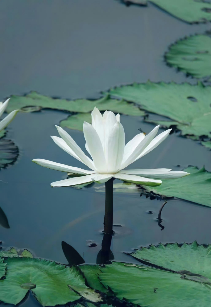 世俗了,生活每天都是限量版,努力使每一天,都开心而有意义,不为别人