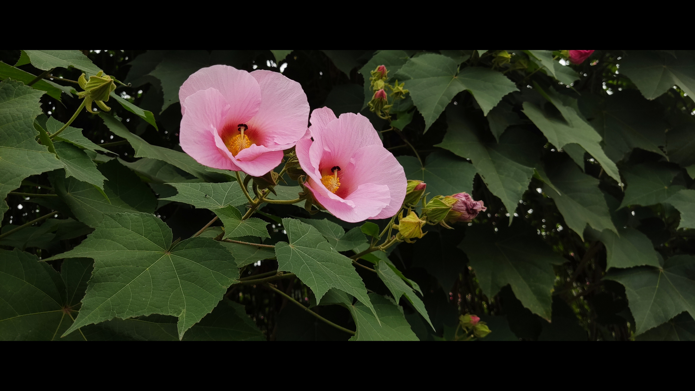 芙蓉花图片真实照片图片