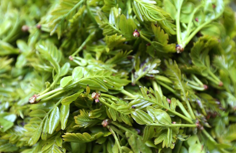 识百草三十三:身边的宝藏食材,皂角尖,真的能吃吗?