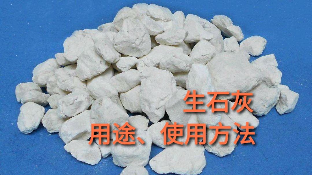 水产养殖万能药“生石灰”,养虾中有哪些用途?如何使用?