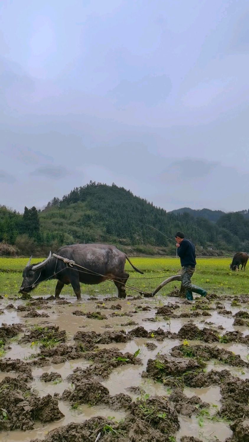 在过去农村,每个人的父亲,都曾耕耘于田间劳作,不辞辛苦.-度小视