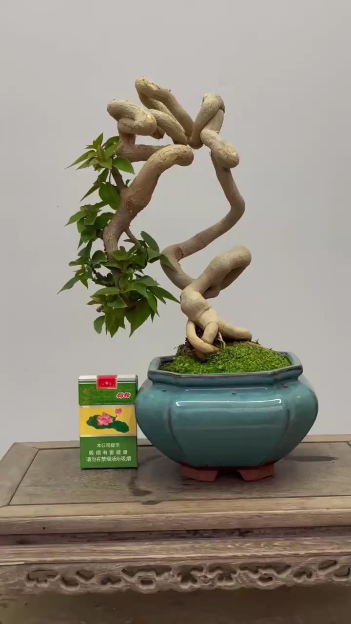 怪根三角梅盆景