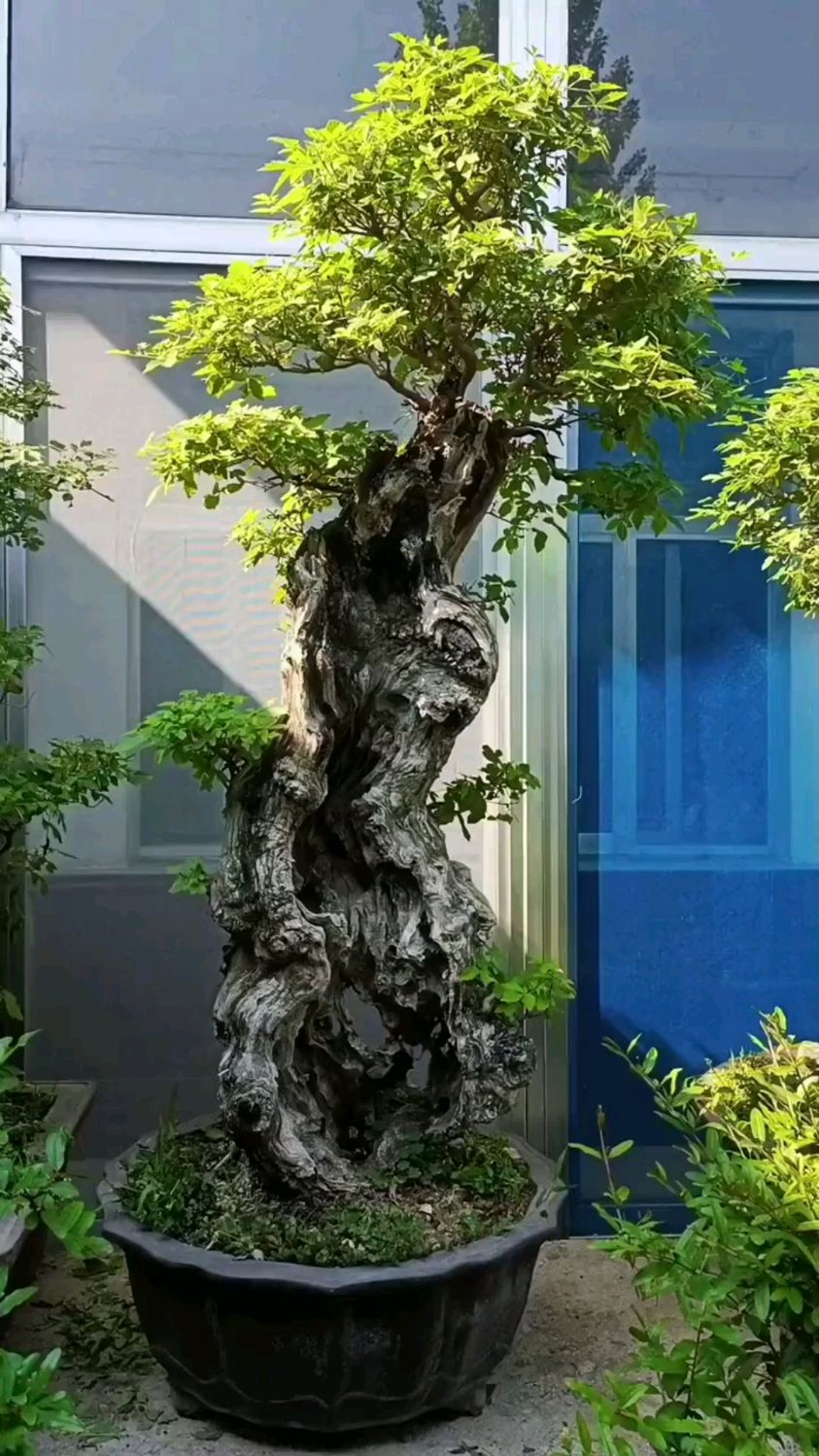 枯木逢春的黄荆盆景