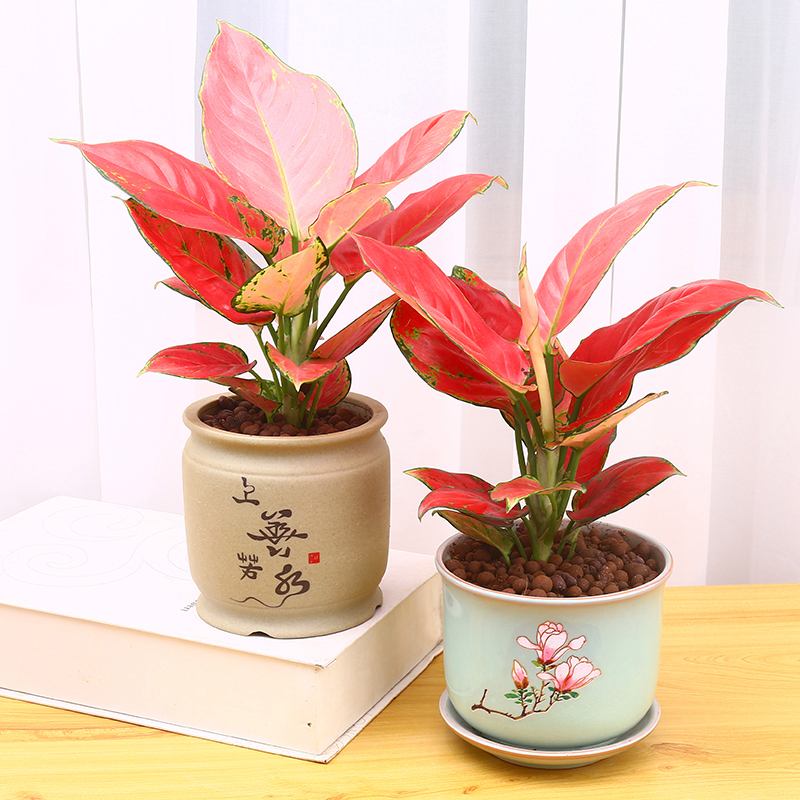 吉利红和如意皇后的区别「吉利红如意皇后的养殖方法和注意事项」