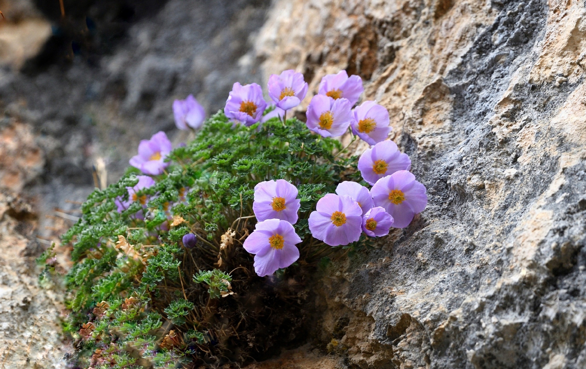 拟耧斗菜 paraquilegia microphylla 毛茛科 拟耧斗菜属,盛开在大山