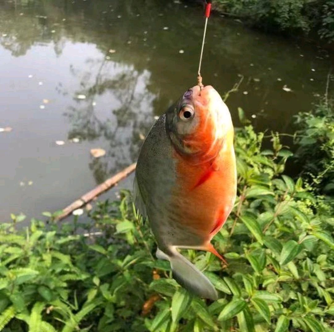 广州男子河边钓起淡水白鲳,误以为是食人鱼,眼看鱼跑了也不敢抓