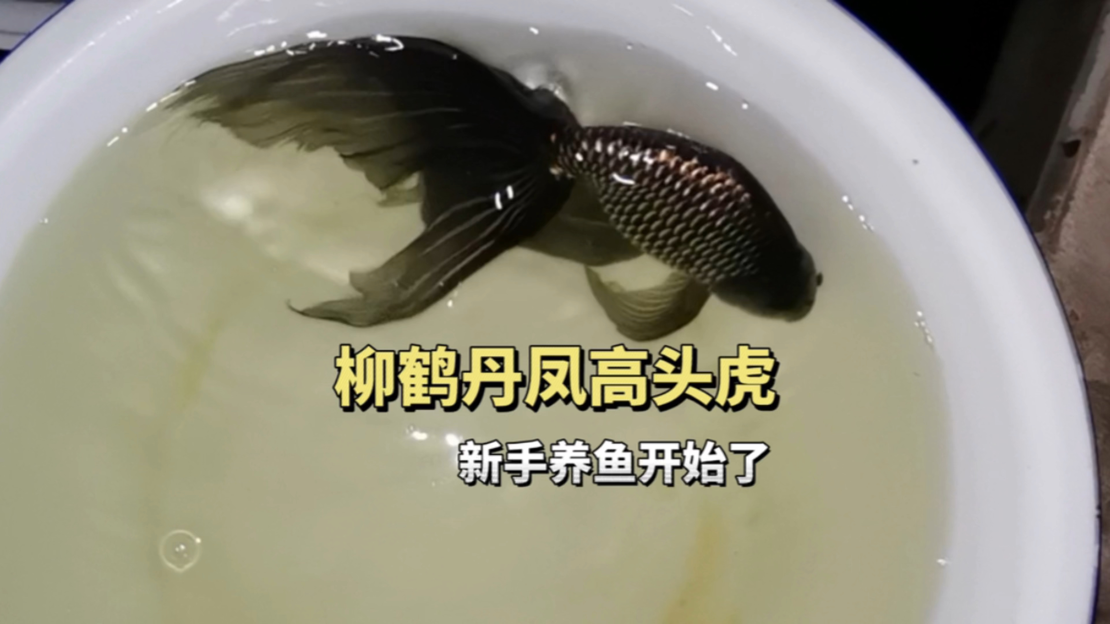 4岁丹凤金鱼真美,入手丹凤金鱼,柳鹤金鱼,高头薄腮虎金鱼
