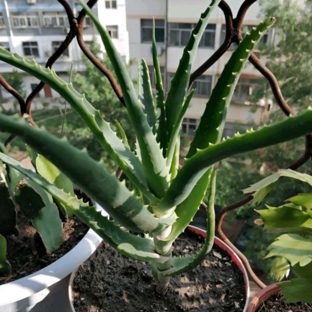 木立芦荟是个宝,日常生活离不了,养上一盆很实用,小毛病可应急