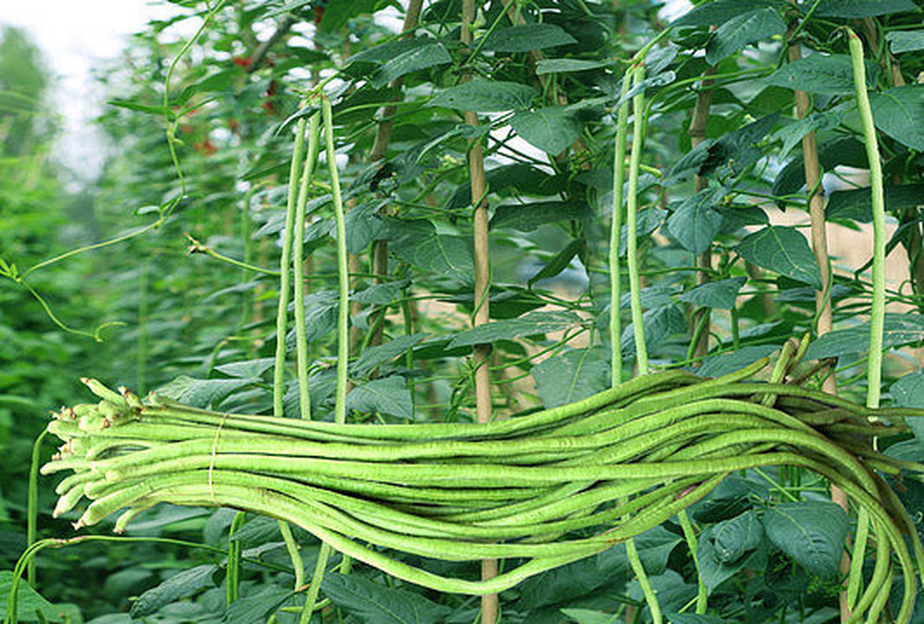 最近有个梗,说河南人天天顿顿吃豆橛子,然后山东地震了,河南人发挥了