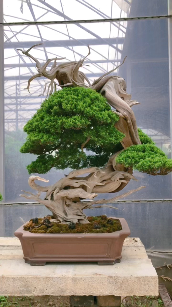 唯有水线与舍利的缠绕方能彰显柏树的魅力喜欢的关注一下吧