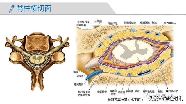 端脑