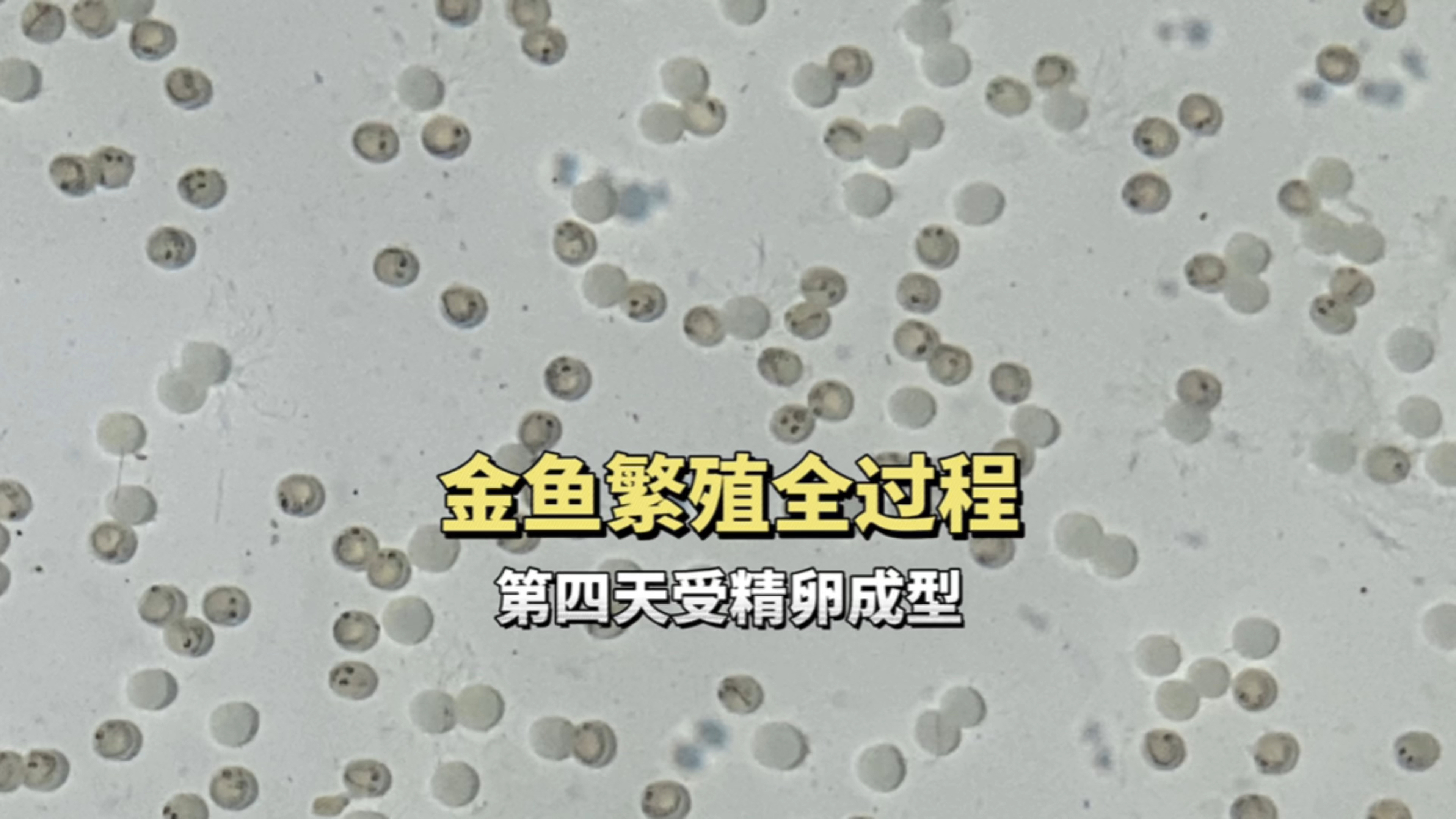 金鱼繁殖的全过程,第四天受精卵像小蝌蚪,金鱼圈的乱象