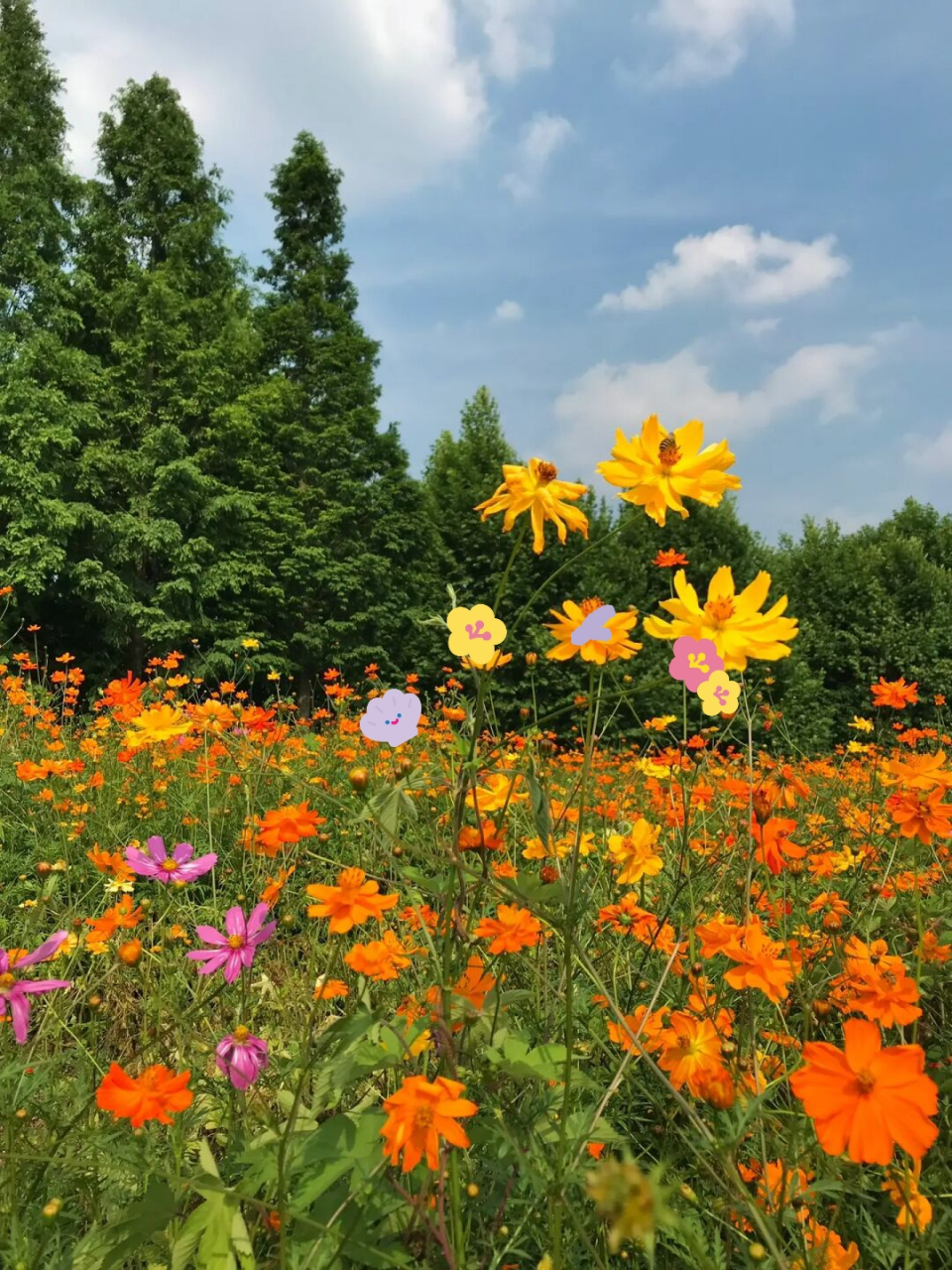成都这个公园值得一逛 谁还没去拍过这里的橘色花海 每年夏天这里都会