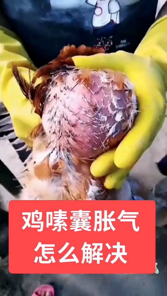 雞嗉囊炎怎麼治療