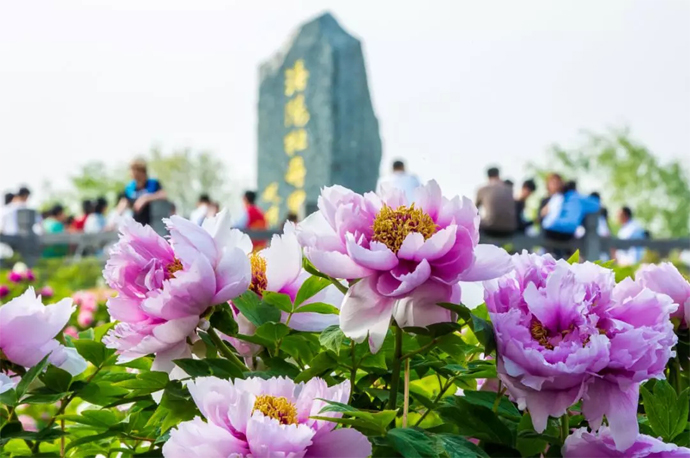 愛花人必看!洛陽牡丹花會等你來!