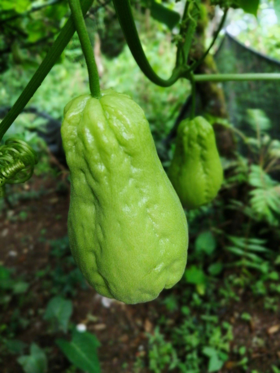 没想到吧,植物大战僵尸里倭瓜原型就是佛手瓜,佛手瓜