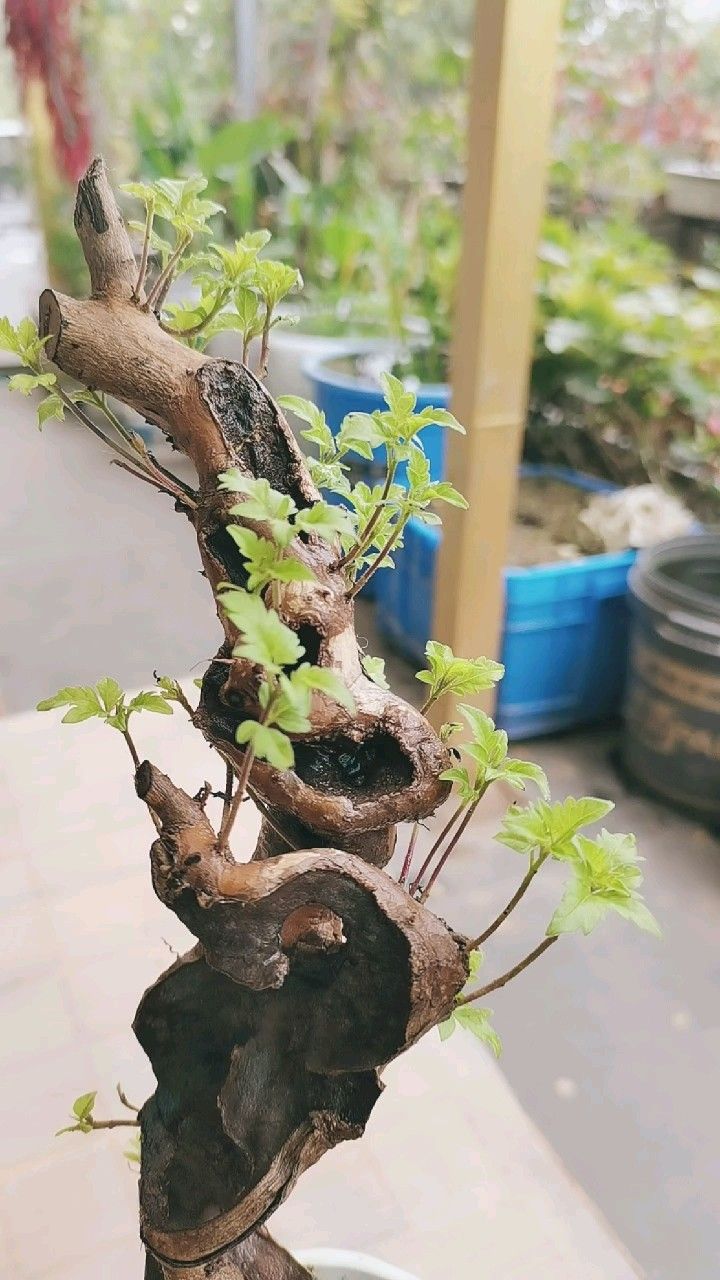 文人桩黄荆小精品