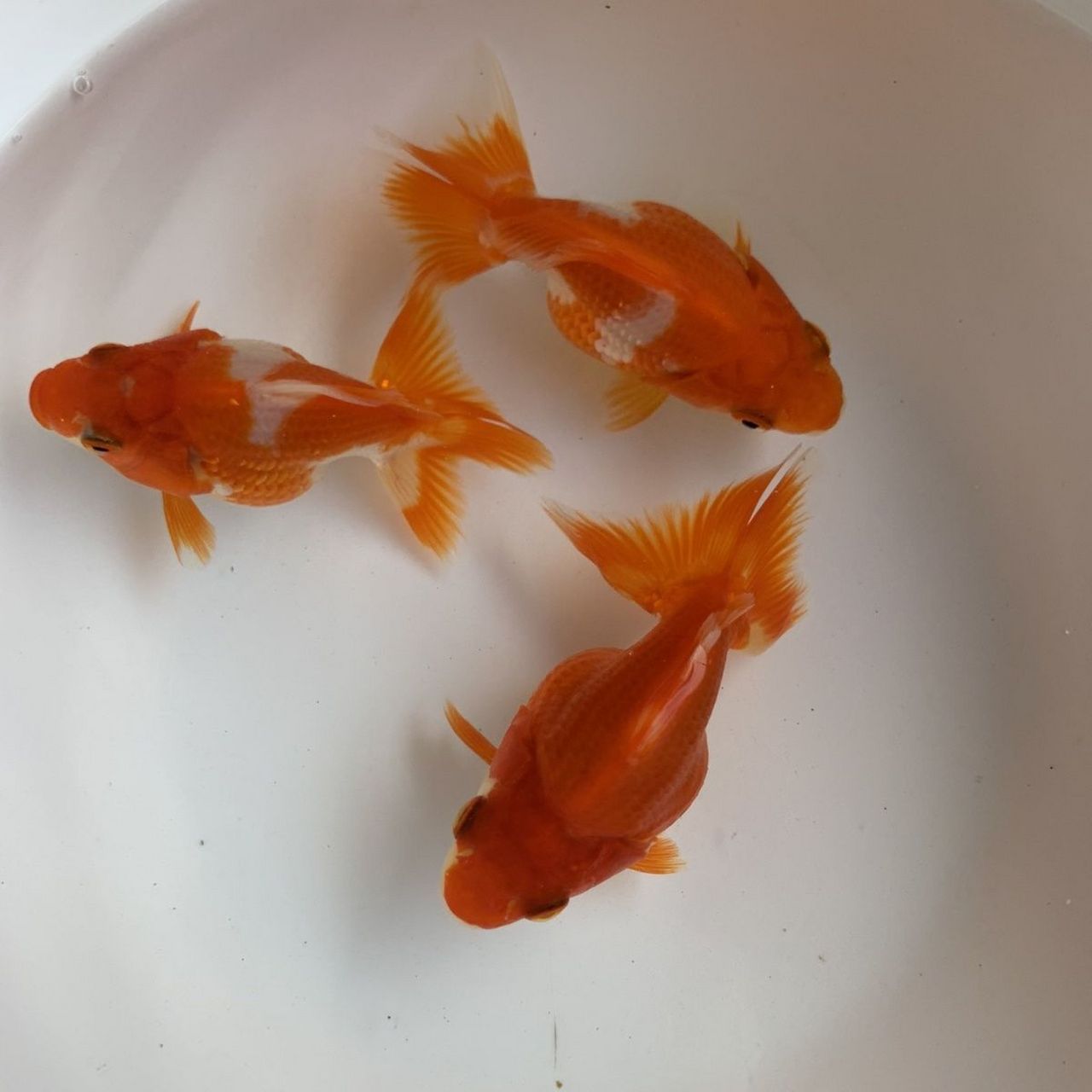 鎏金金鱼,体型短而圆,眼球正常,头尖,各鳍发达,四开大尾#观赏鱼