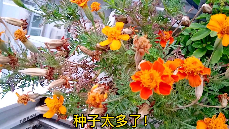我的阳台盆栽!盆盆生机勃勃!