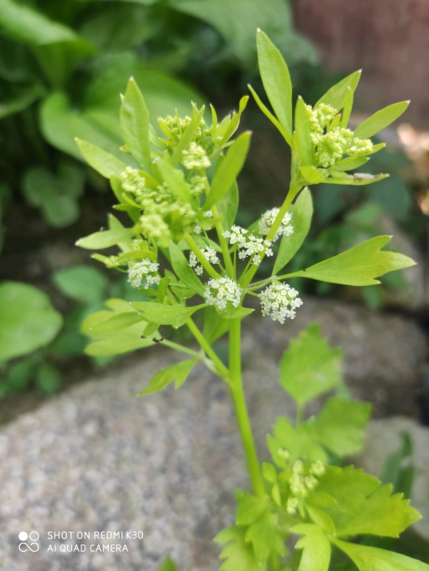 芹菜花,很漂亮